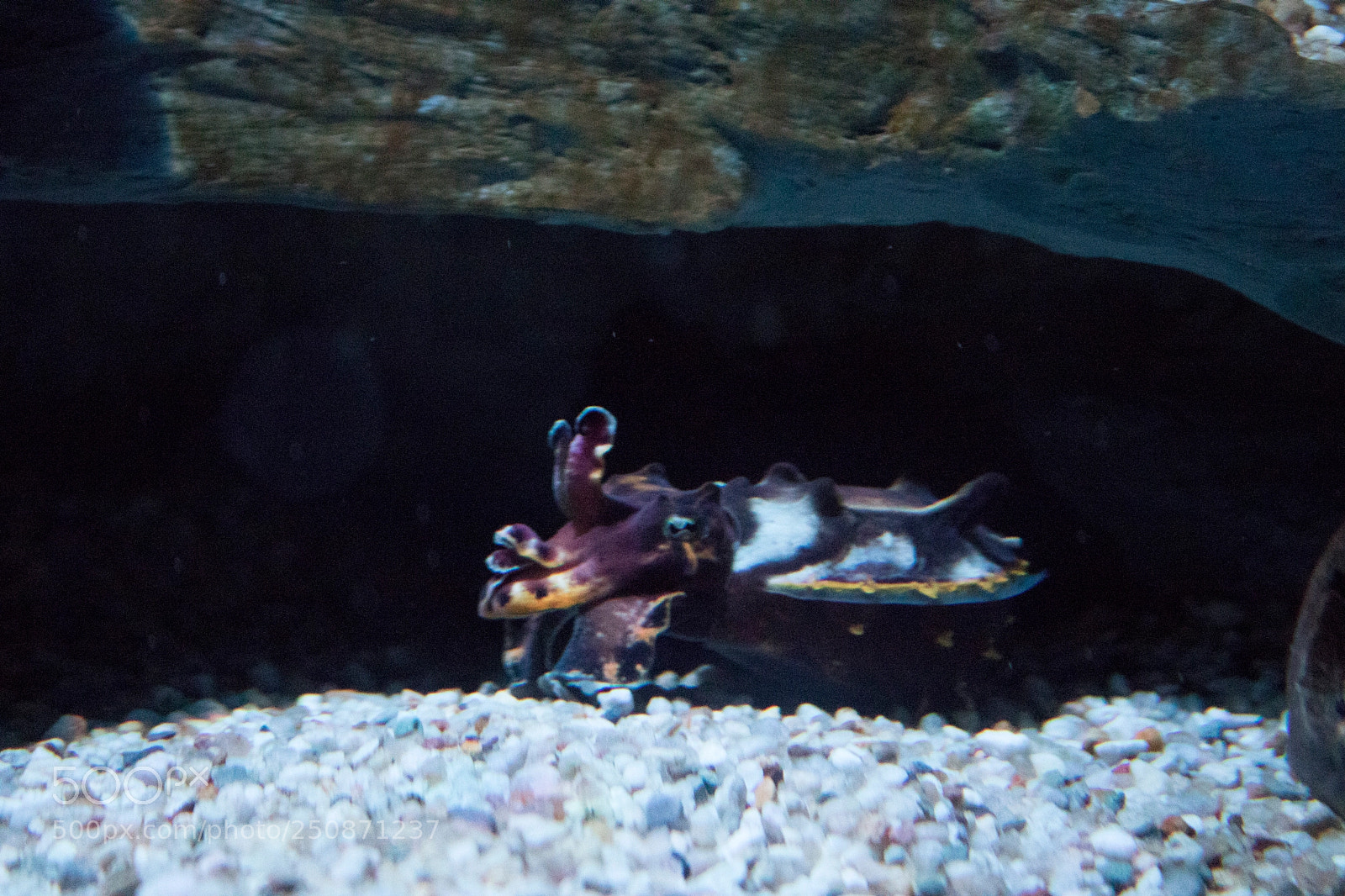 Canon EOS 760D (EOS Rebel T6s / EOS 8000D) sample photo. Cuttlefish (sepia) photography