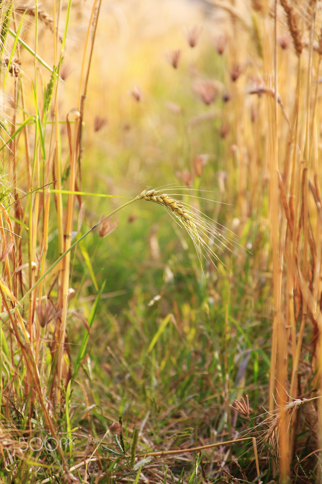 Canon TS-E 90mm F2.8 Tilt-Shift sample photo. 麥田 photography