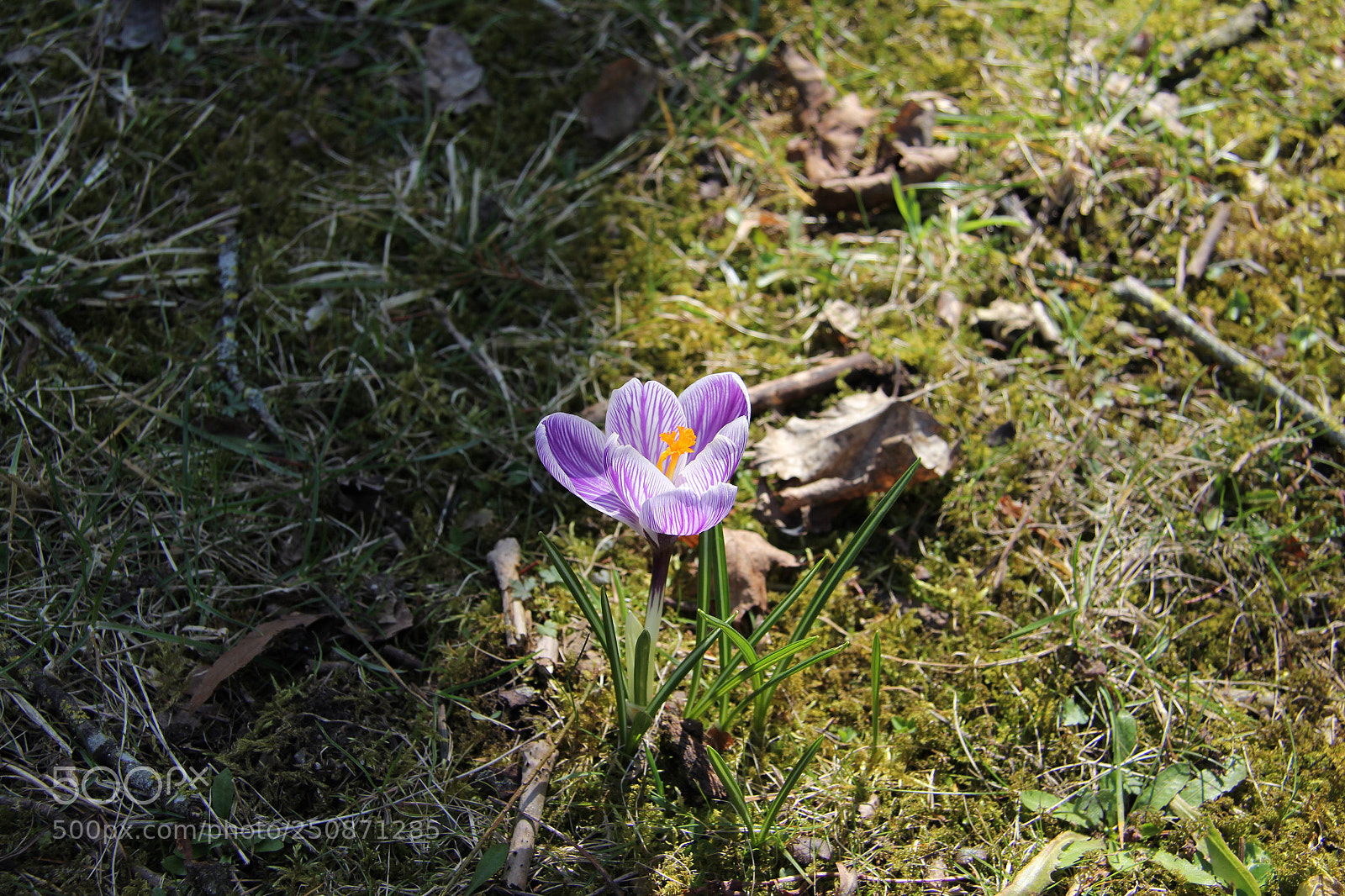 Canon EOS 60D sample photo. First light of spring photography
