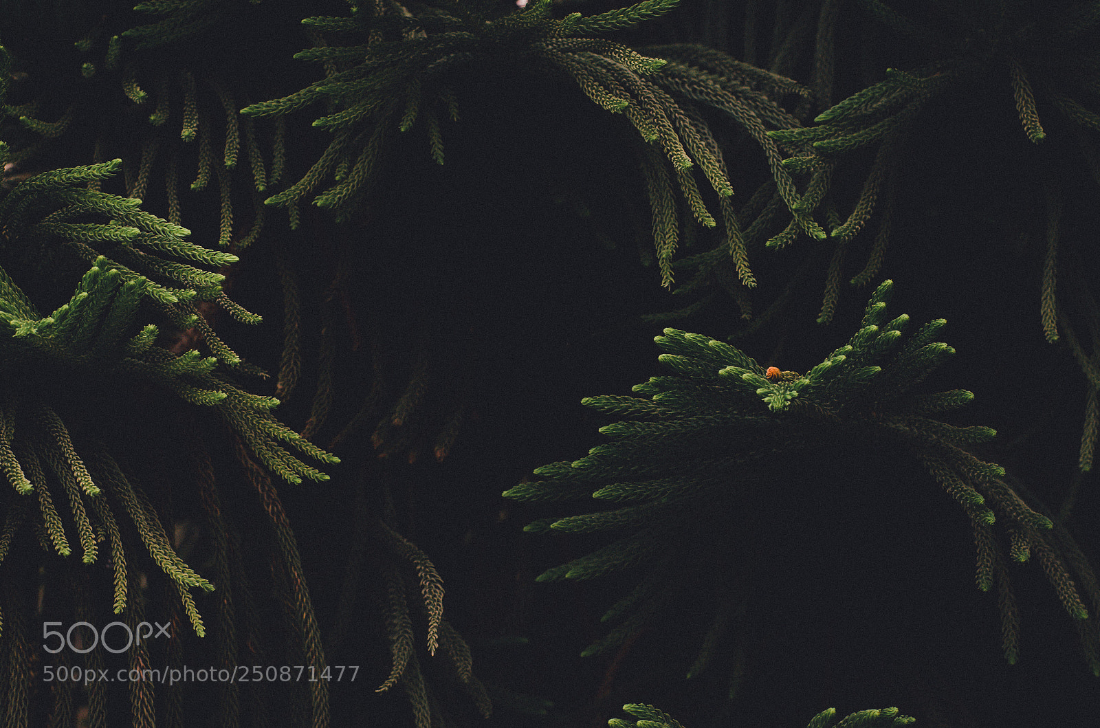 Nikon D5100 sample photo. Dark leaves photography