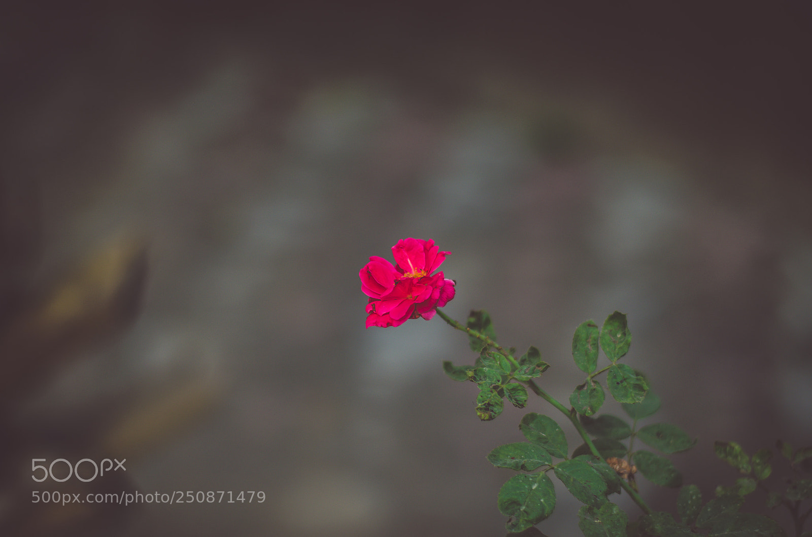 Nikon D5100 sample photo. Red rose photography