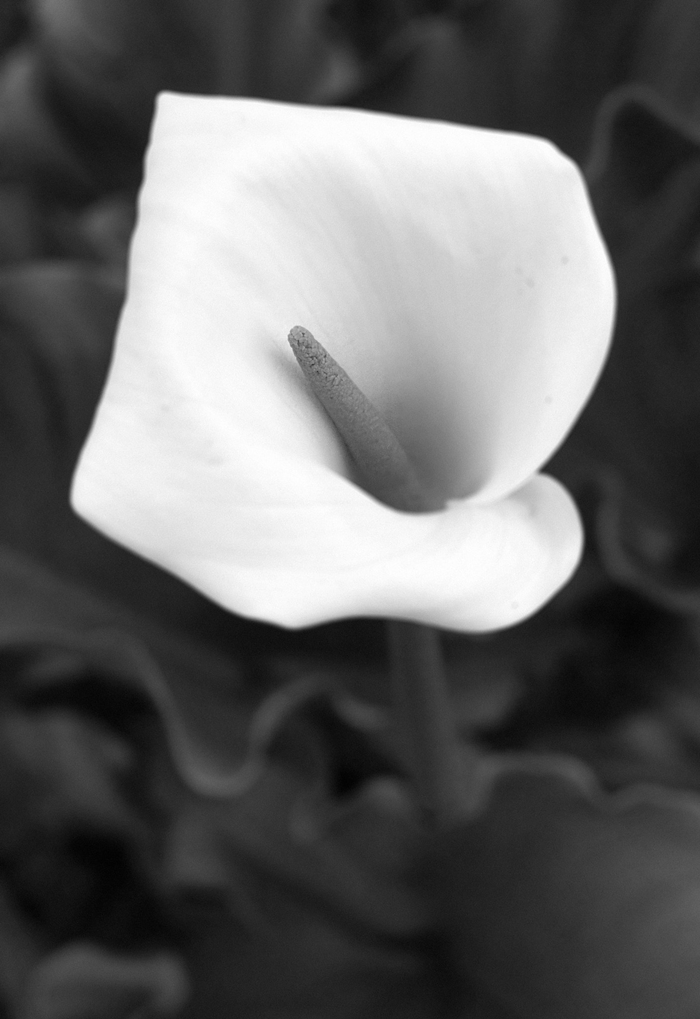 Olympus E-30 sample photo. Calla photography