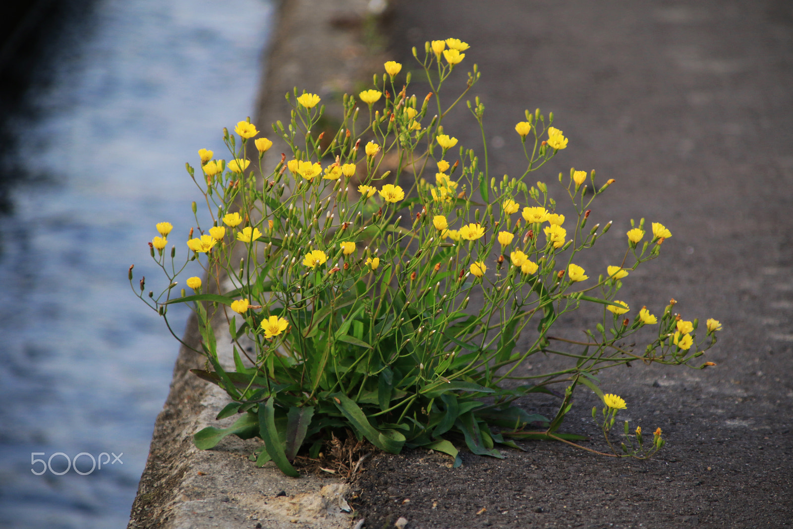 Canon TS-E 90mm F2.8 Tilt-Shift sample photo. 路邊縫中蒲公英 photography