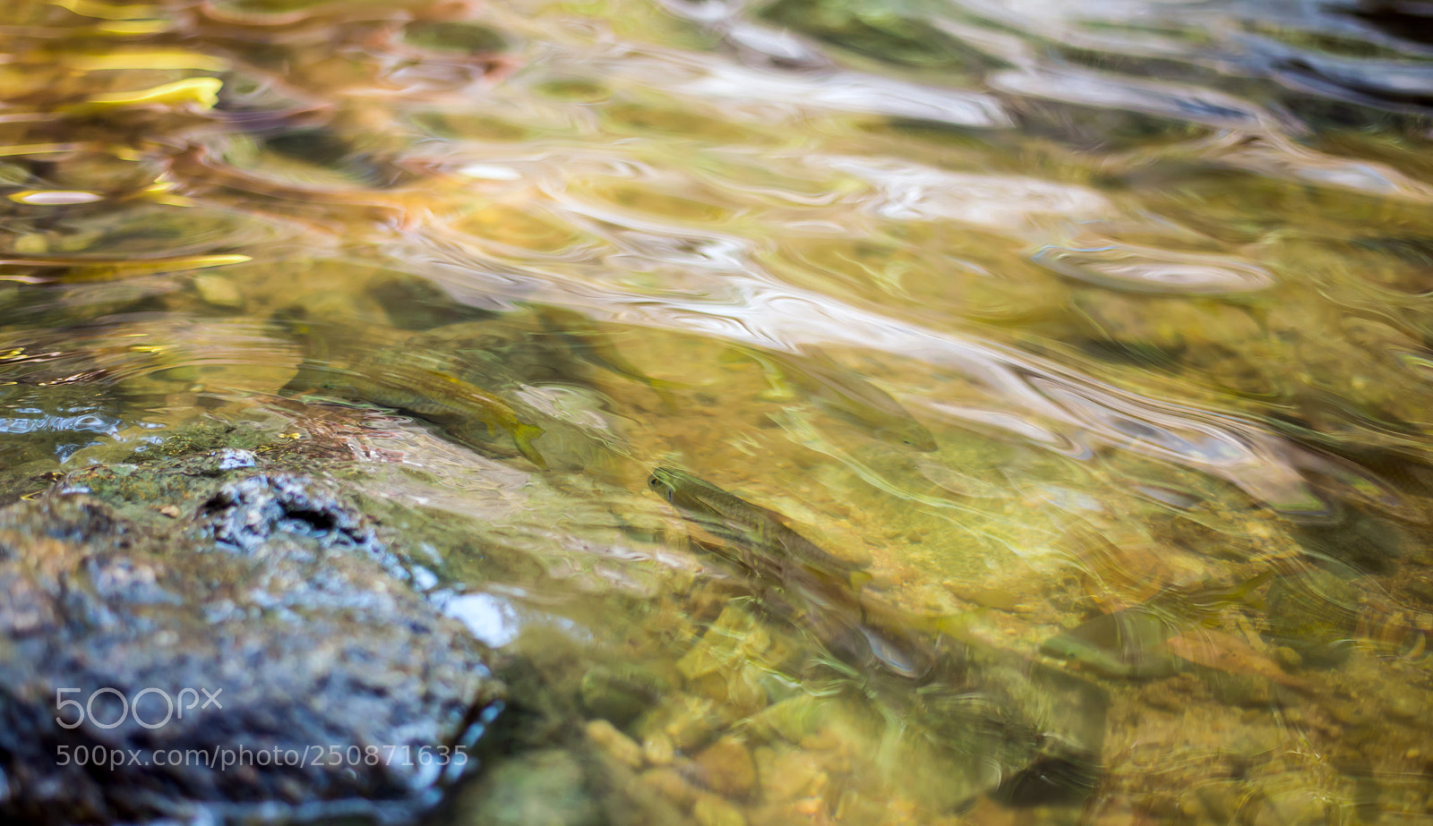 Nikon D610 sample photo. Fish in the stream photography