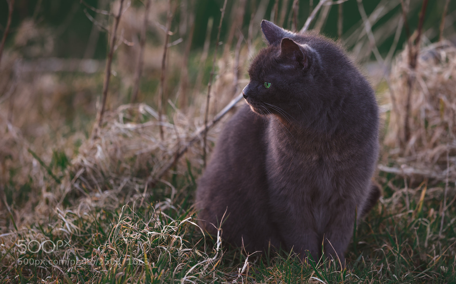 Nikon D810 sample photo. Blackie the moggie photography