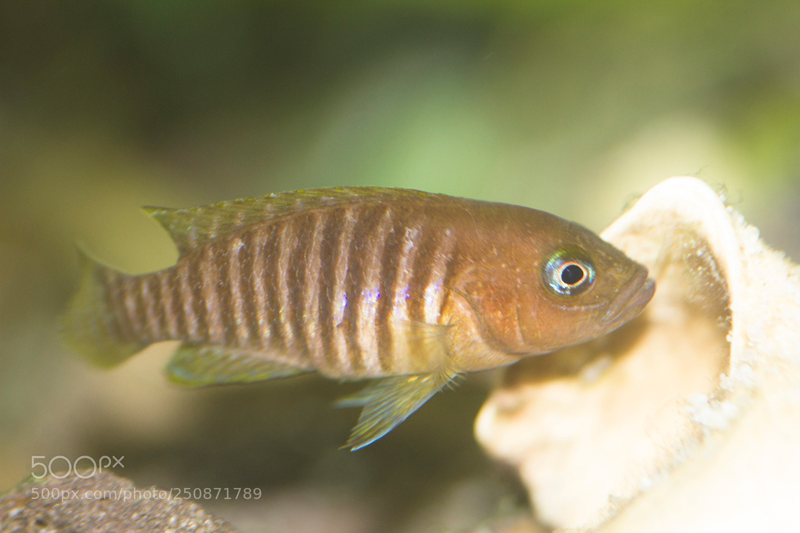 Canon EOS 550D (EOS Rebel T2i / EOS Kiss X4) sample photo. N. multifasciatus photography