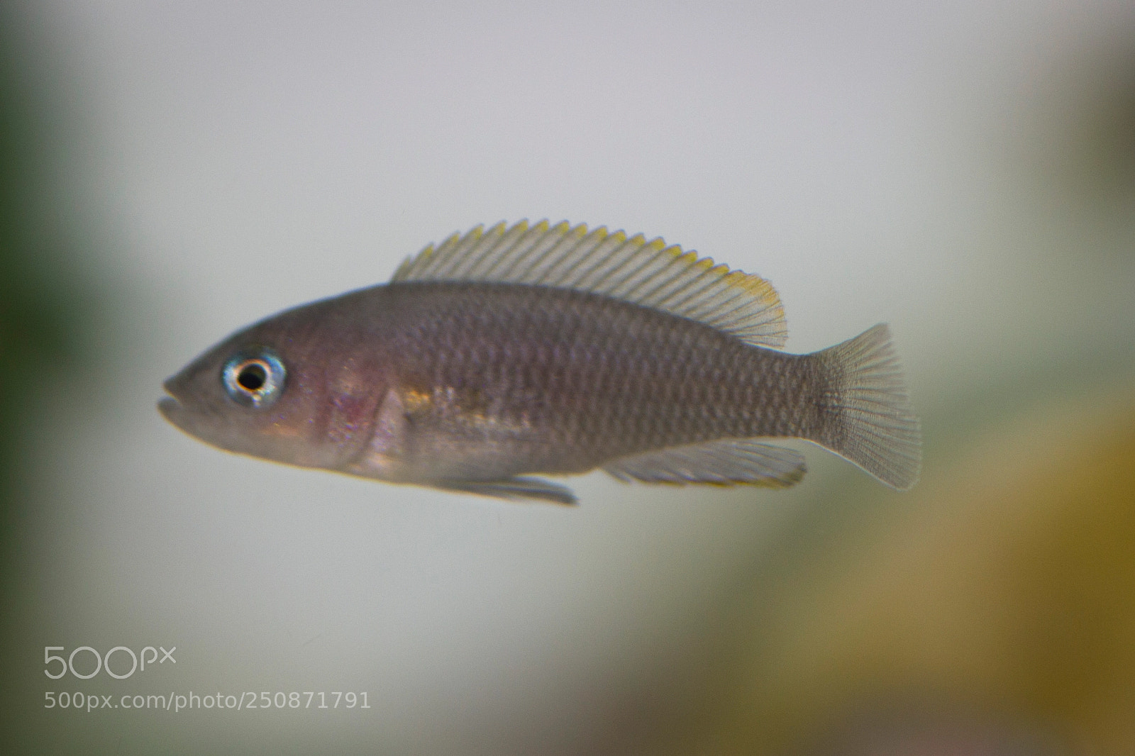 Canon EOS 550D (EOS Rebel T2i / EOS Kiss X4) sample photo. N. multifasciatus photography