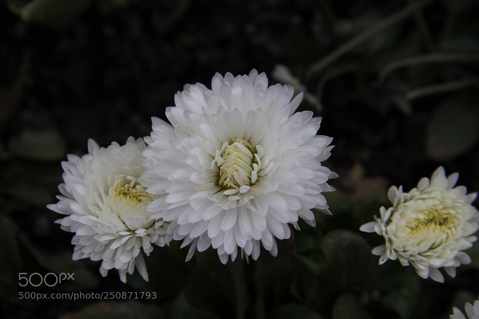 Canon EOS 60D sample photo. Untitled photography