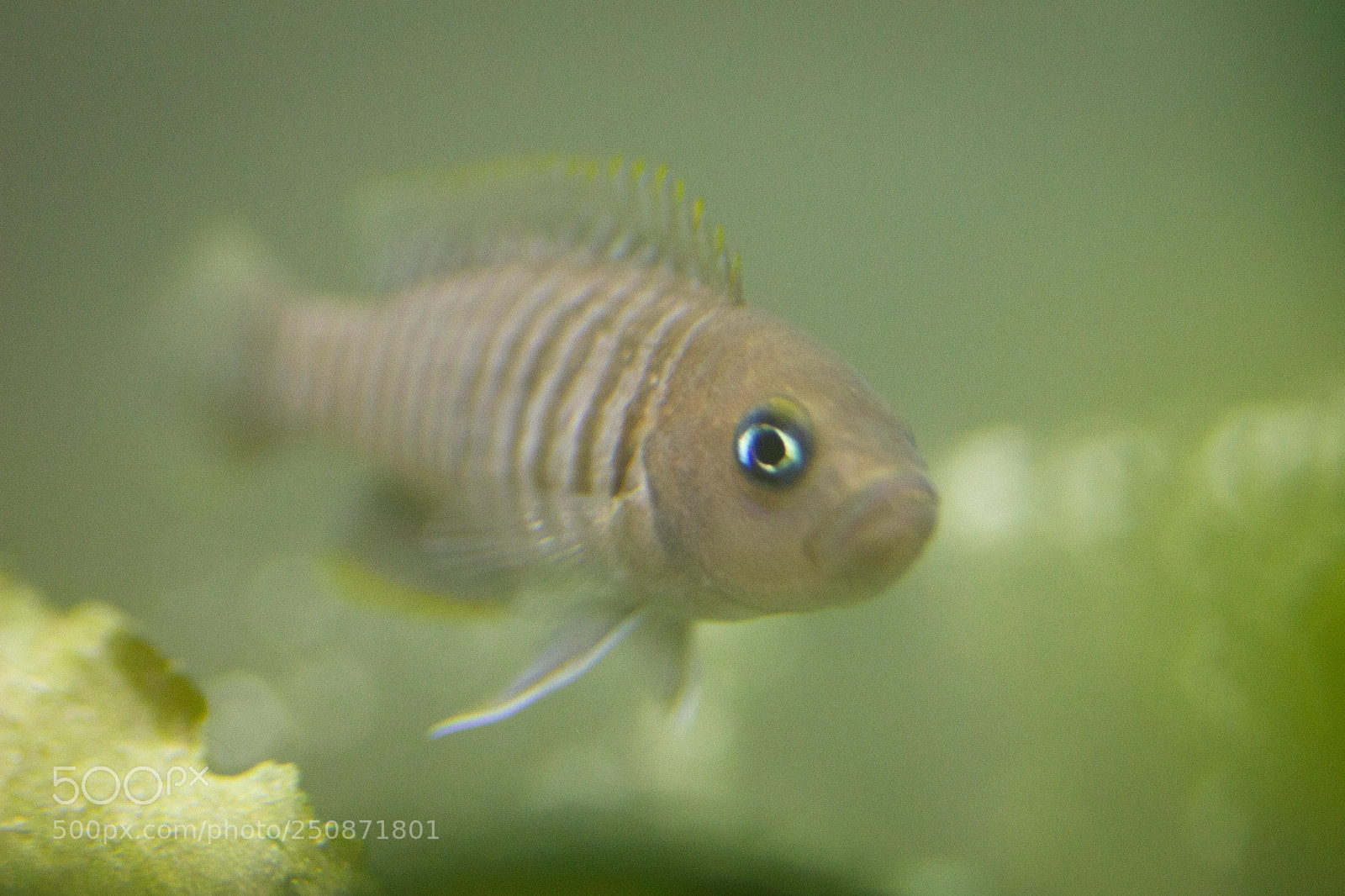Canon EOS 550D (EOS Rebel T2i / EOS Kiss X4) sample photo. N. multifasciatus photography