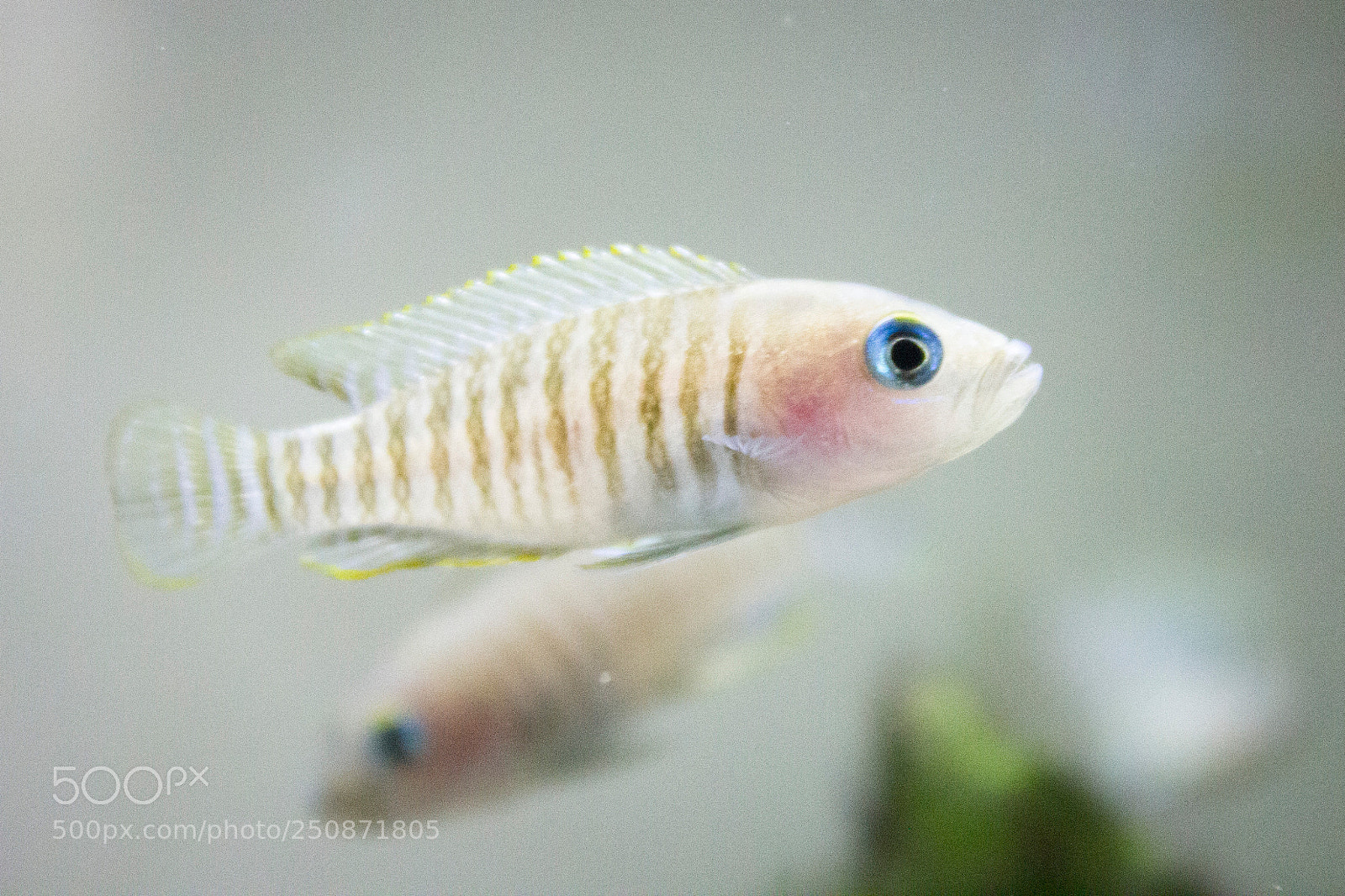 Canon EOS 550D (EOS Rebel T2i / EOS Kiss X4) sample photo. N. multifasciatus photography