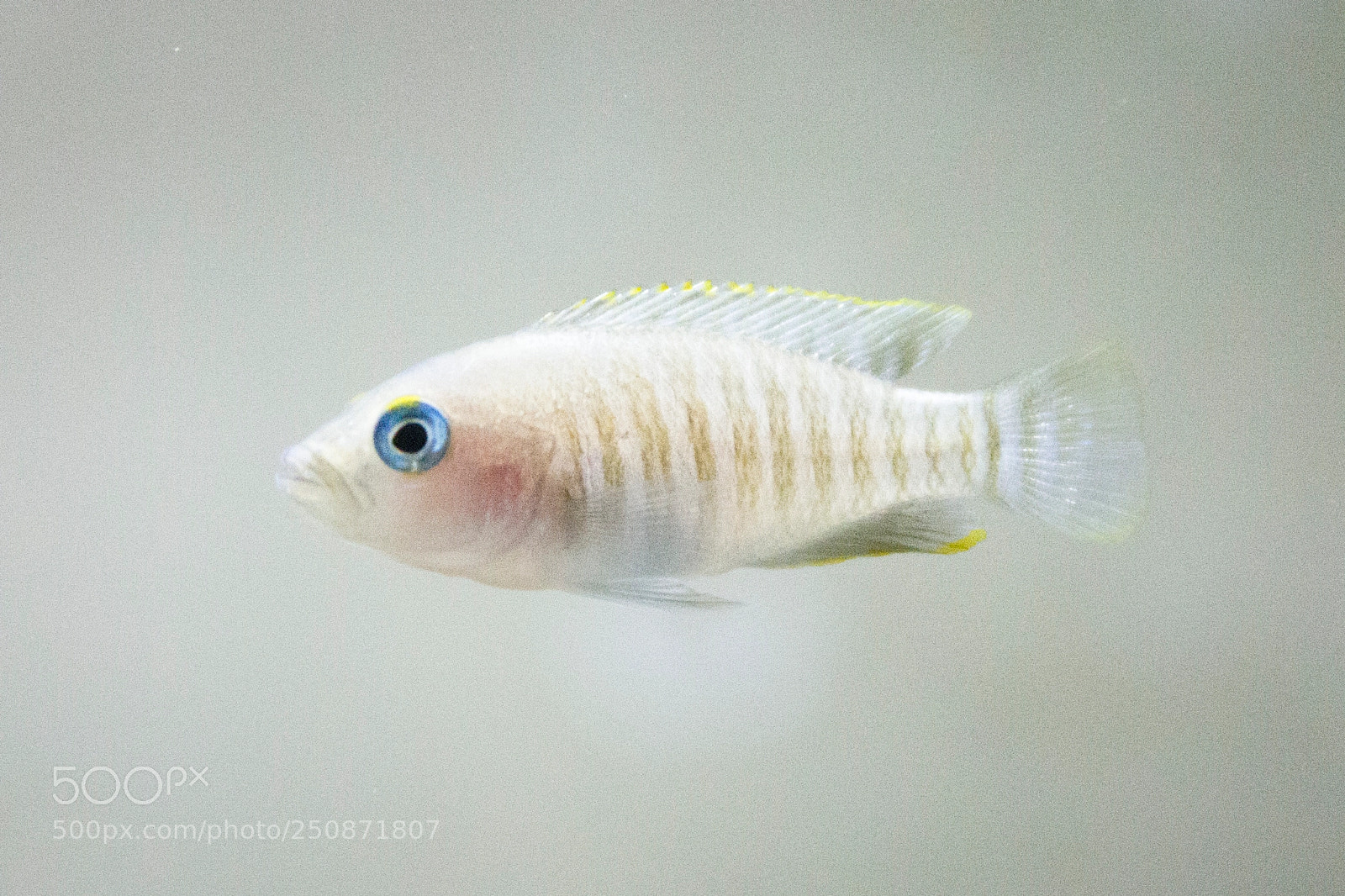 Canon EOS 550D (EOS Rebel T2i / EOS Kiss X4) sample photo. N. multifasciatus photography