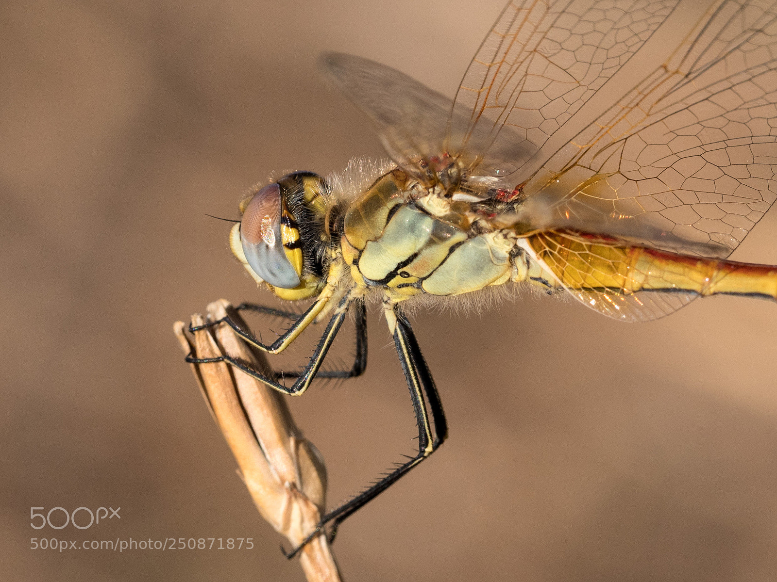 Panasonic Lumix DMC-GX8 sample photo. Dragonfly photography