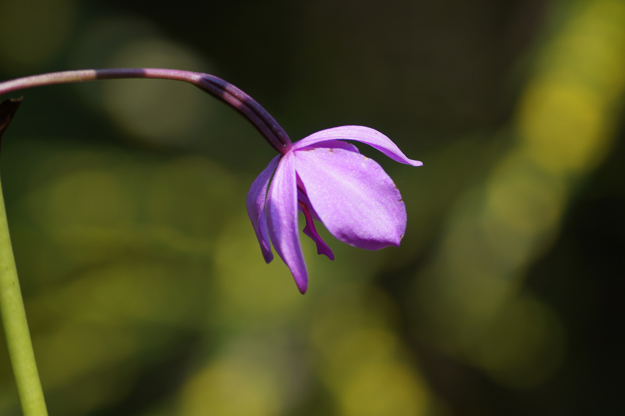 Sony DT 55-200mm F4-5.6 SAM sample photo. Flower photography