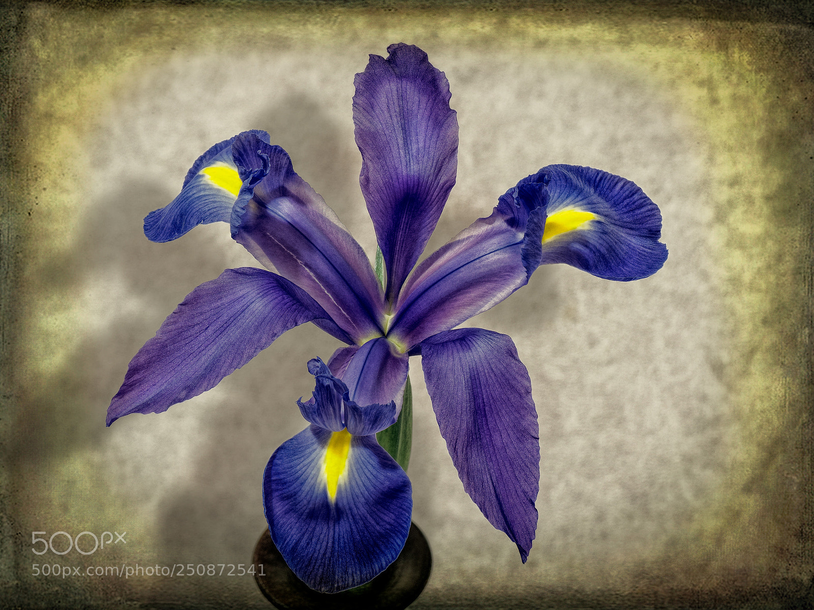 Nikon D90 sample photo. Iris photography