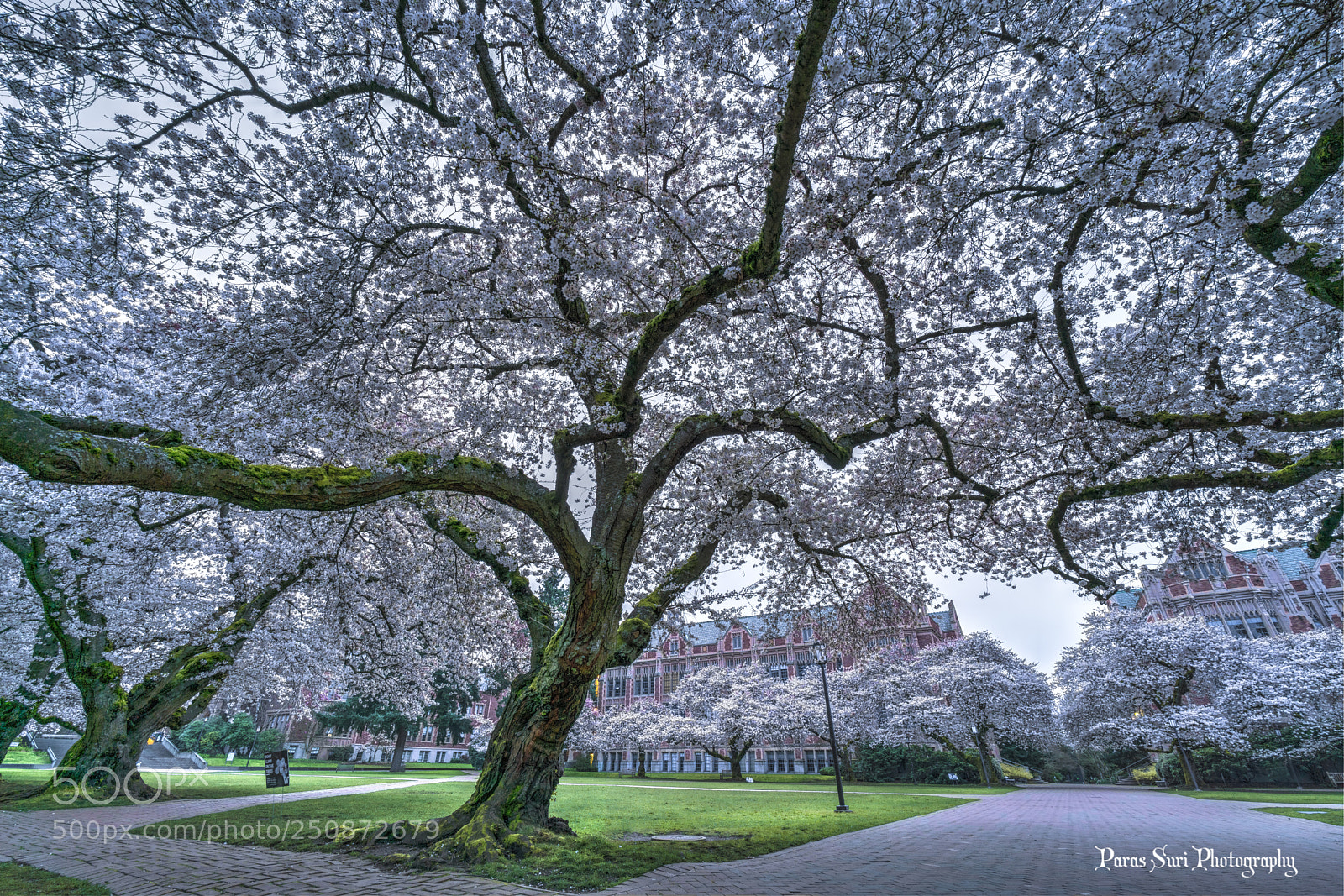 Sony a7R II sample photo. Cherry blossoms photography