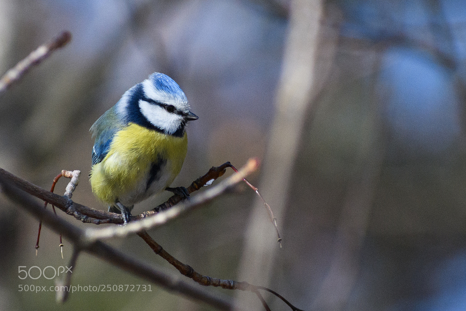 Nikon D500 sample photo. Blue tit photography