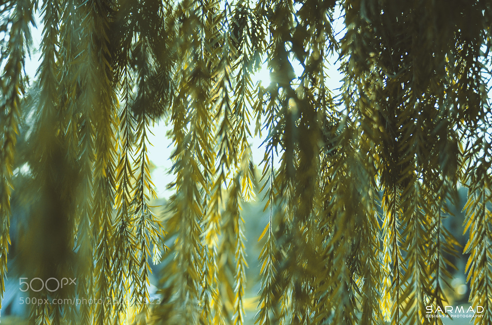 Nikon D5100 sample photo. Hanging leaves photography
