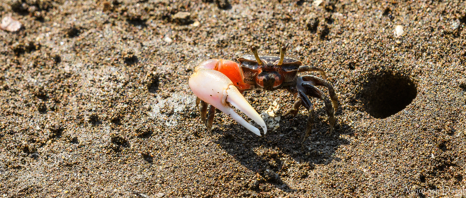 Nikon D500 sample photo. Fiddler crab photography