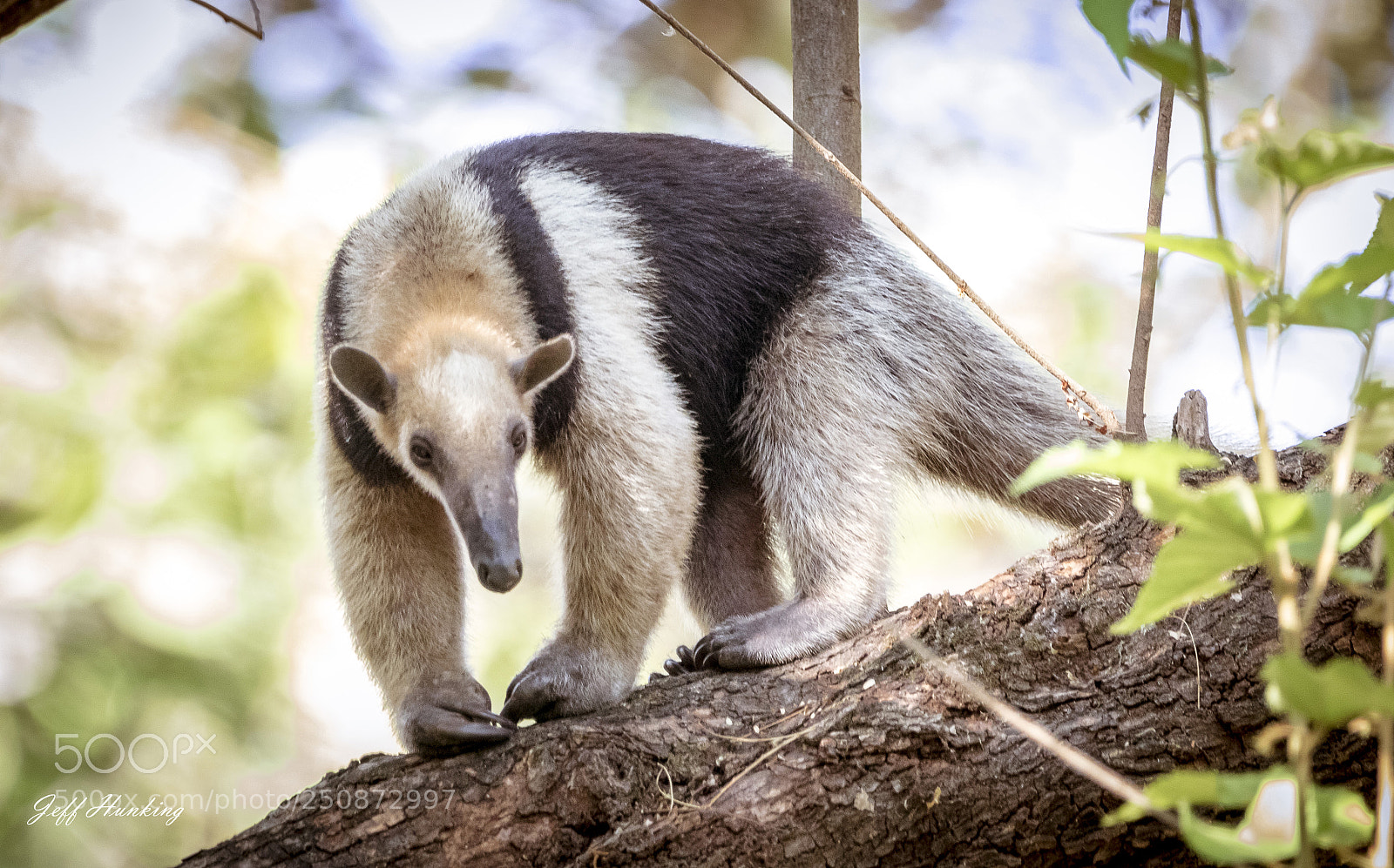 Canon EOS 7D Mark II sample photo. Collared anteater photography