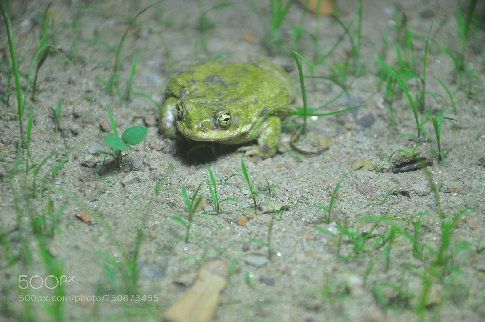 Nikon D90 sample photo. Frog photography