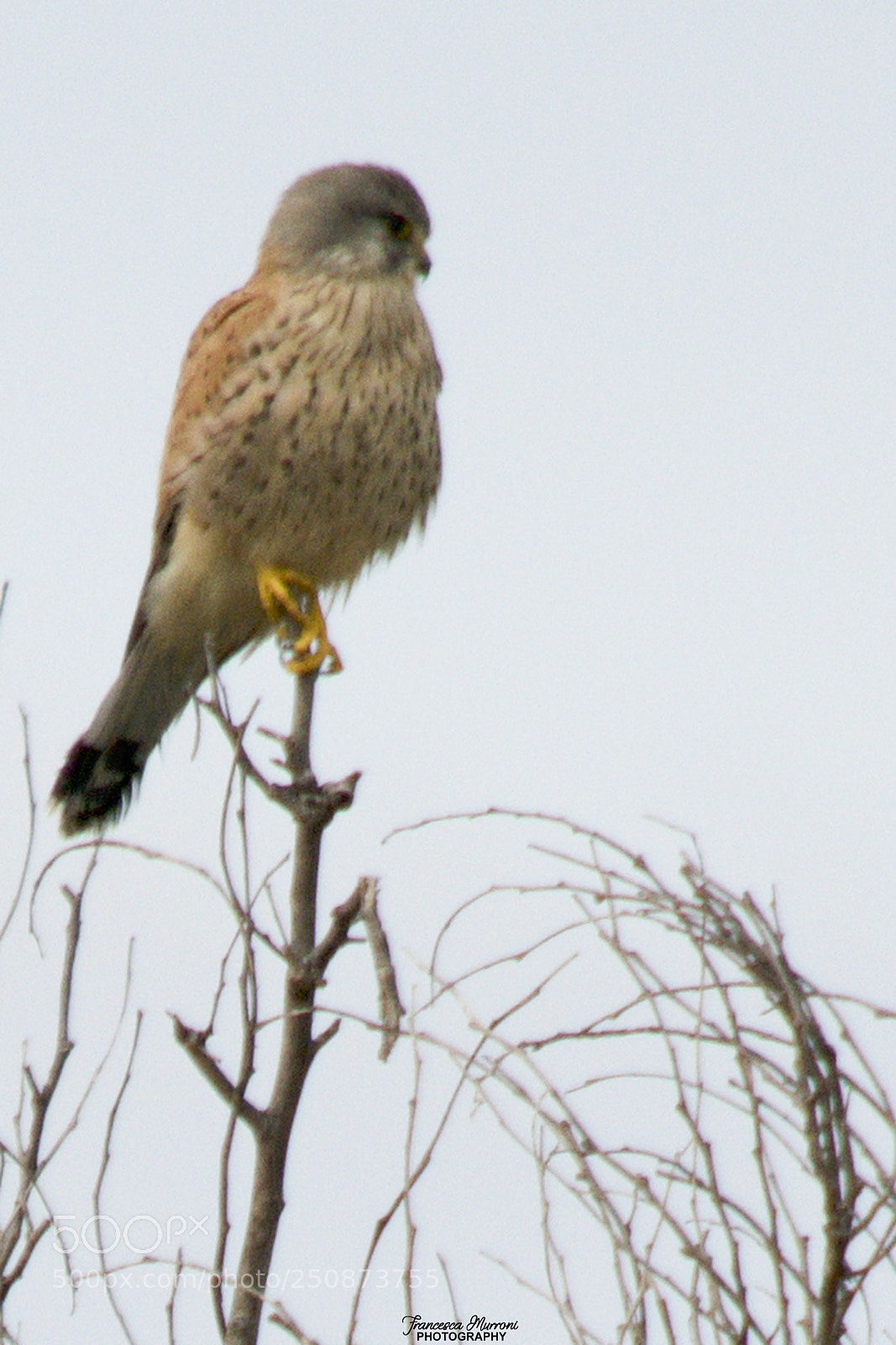 Nikon D5300 sample photo. Falco tinnunculus photography
