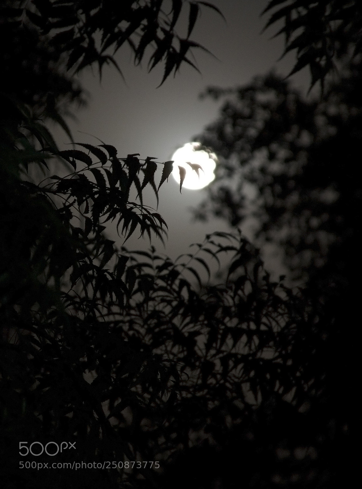 Canon EOS 40D sample photo. Night sky photography