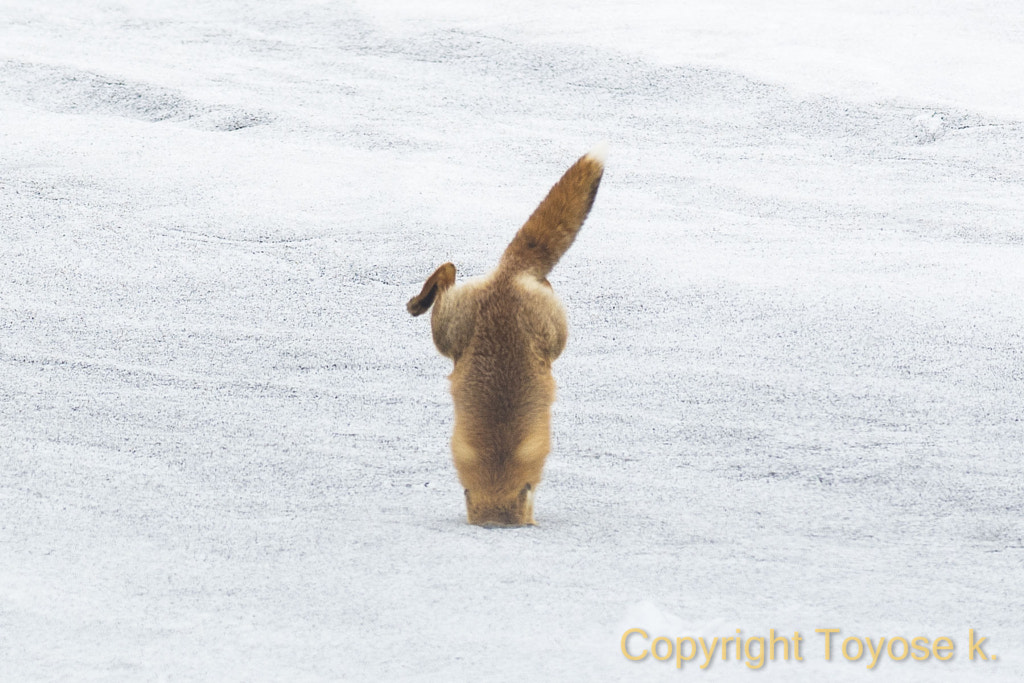 500px.comのKousuke Toyoseさんによるred fox !