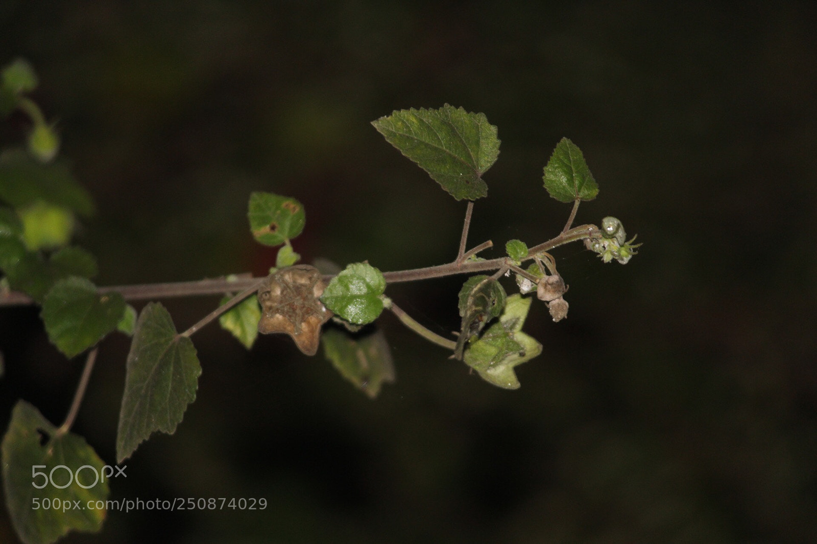 Canon EOS 1300D (EOS Rebel T6 / EOS Kiss X80) sample photo. Green leaf photography