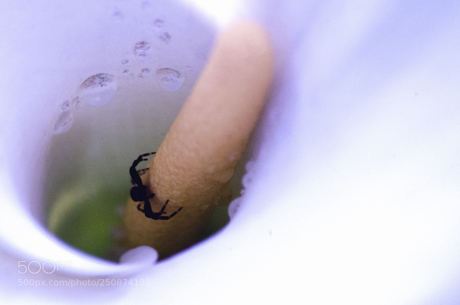 Pentax K-x sample photo. Hello! photography