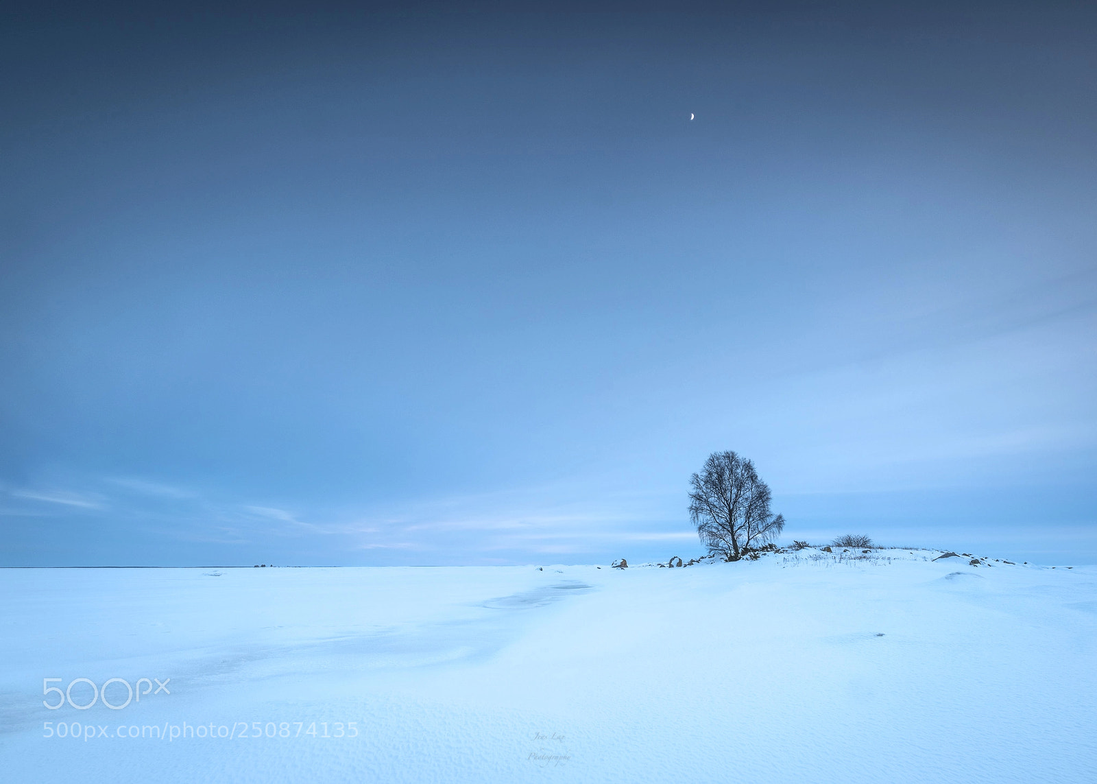 Nikon D850 sample photo. Blue tree photography