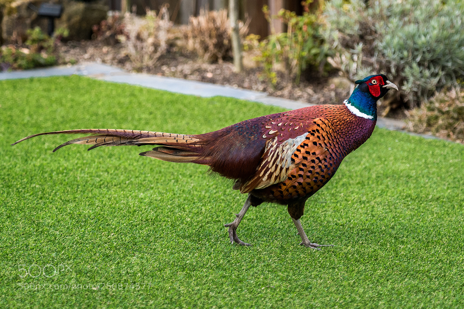 Nikon D750 sample photo. Male cock pheasant photography