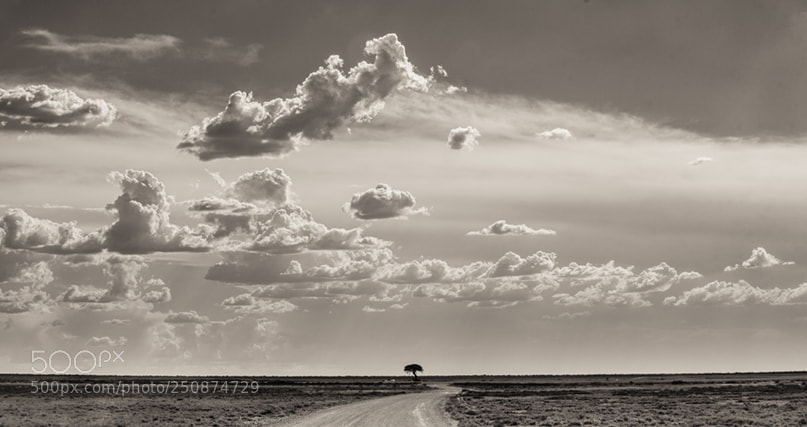 Canon EOS 5D Mark II sample photo. Etosha national park photography