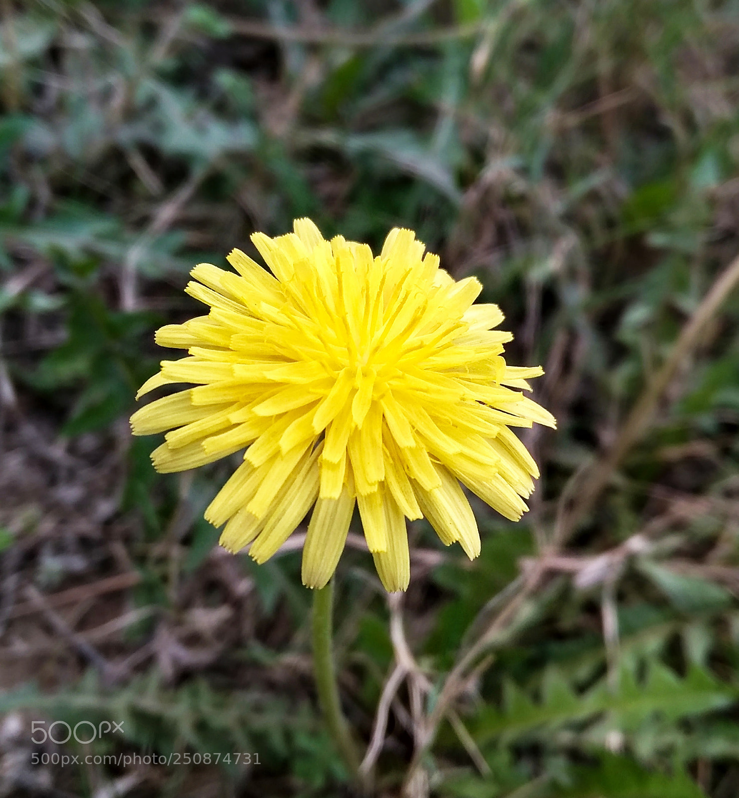 Xiaomi Redmi 4A sample photo. Untitled photography