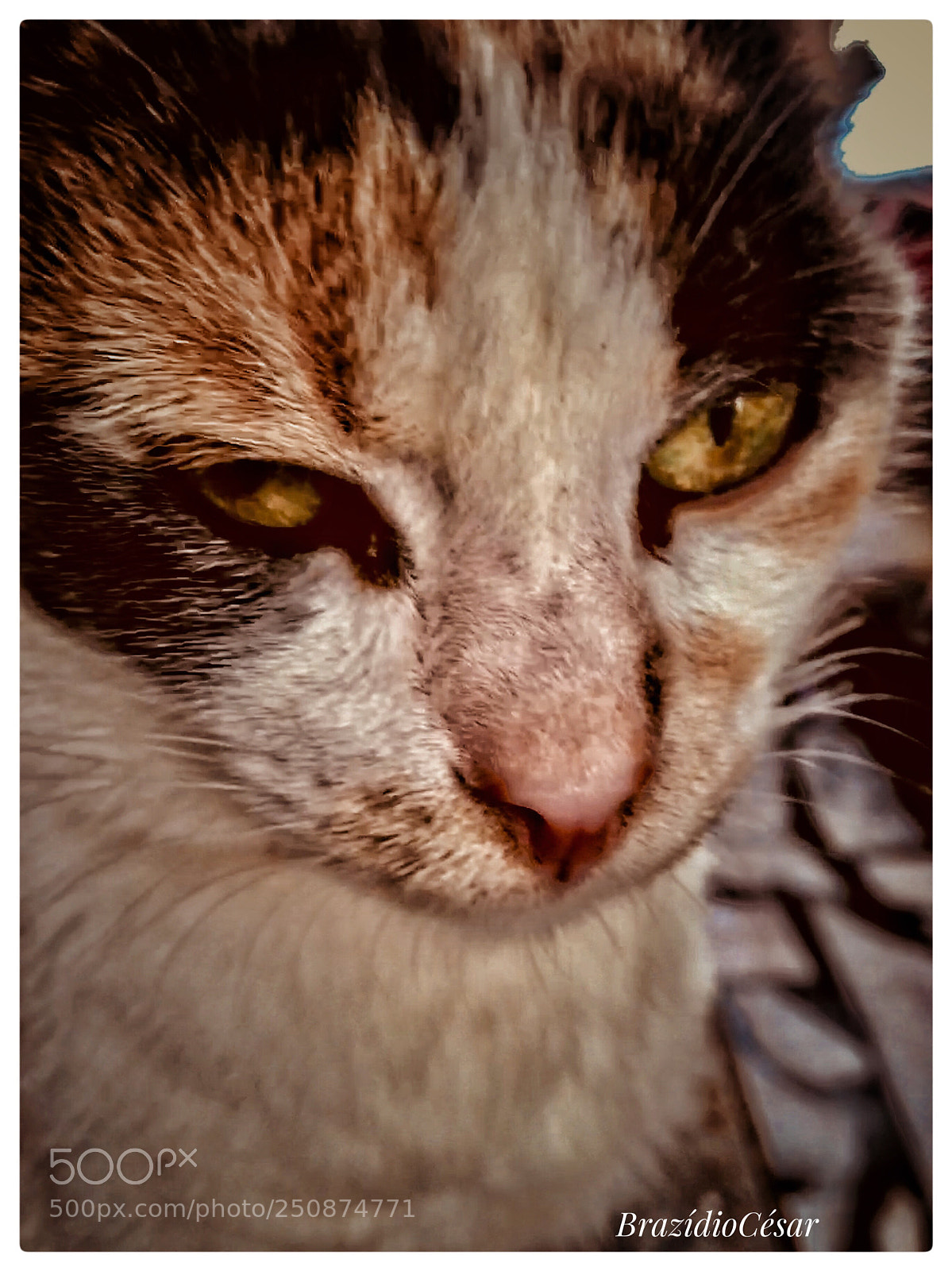 Apple iPhone 6s sample photo. Untitled photography