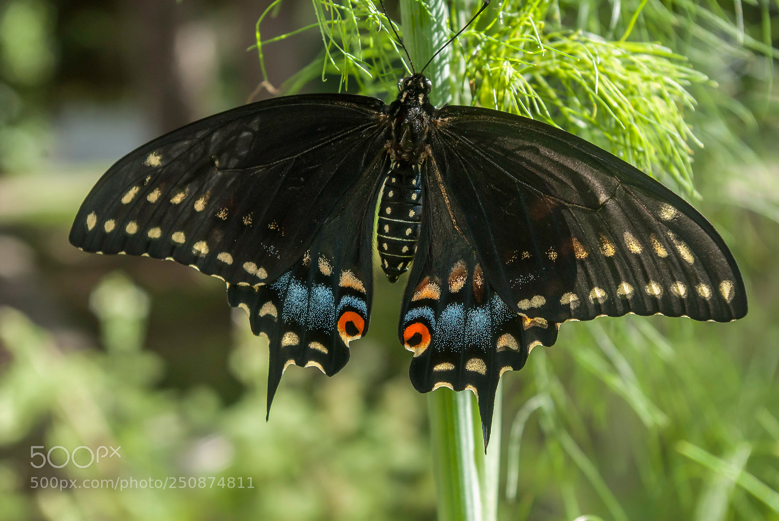Pentax K200D sample photo. A black swallowtail photography