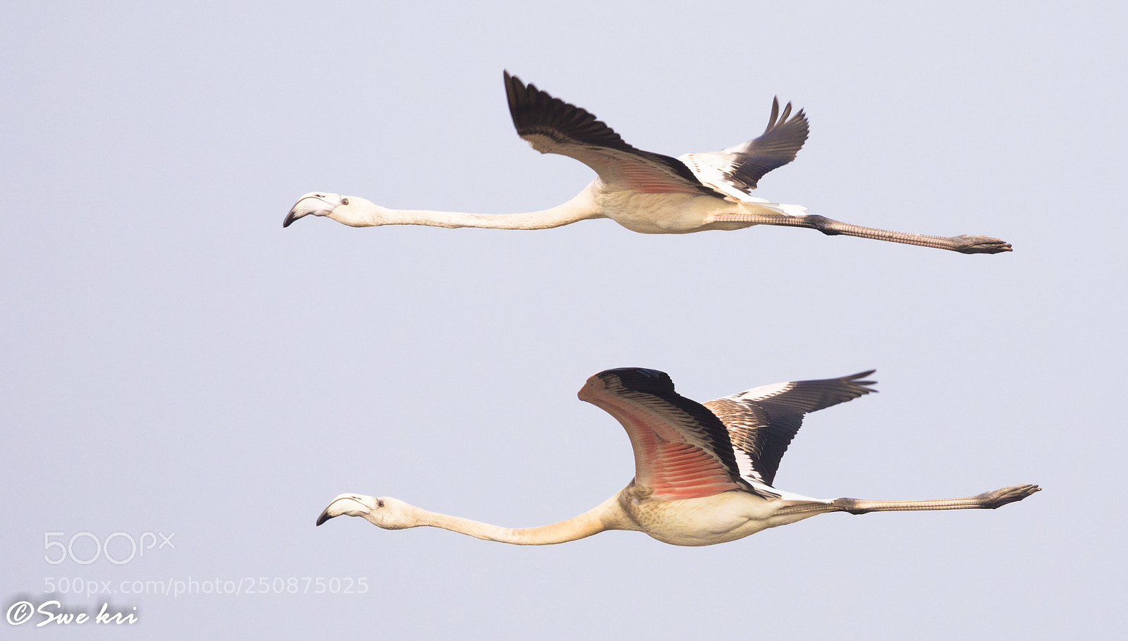 Canon EOS 5D Mark IV sample photo. Greater flamingo photography