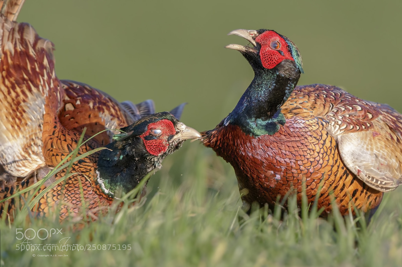 Canon EOS-1D X Mark II sample photo. Cock fight... photography