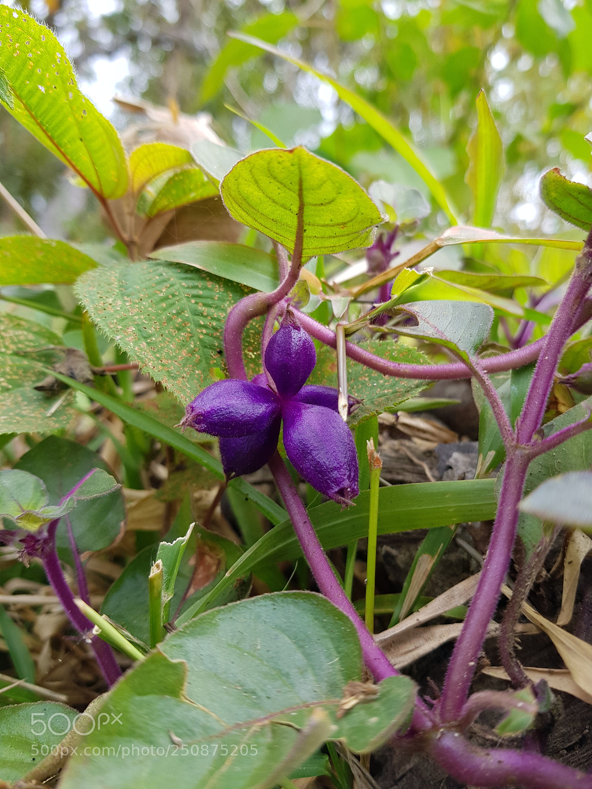 Samsung Galaxy S8+ sample photo. Flor al camino photography