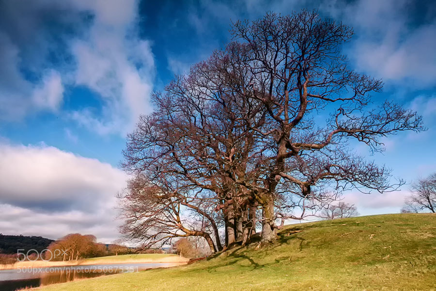 Canon EOS 5D Mark II sample photo. The tree photography