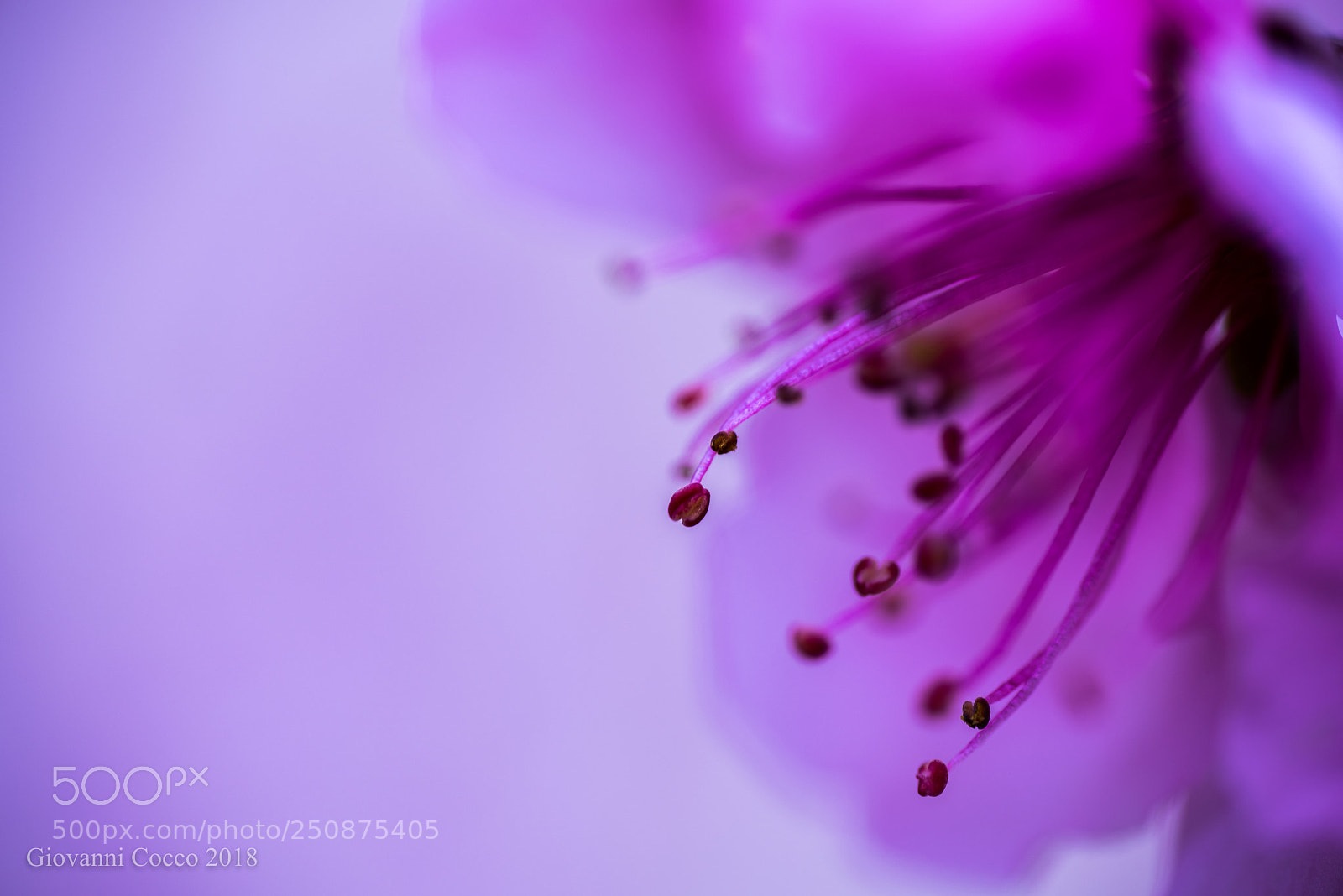 Nikon D810 sample photo. Pesca photography