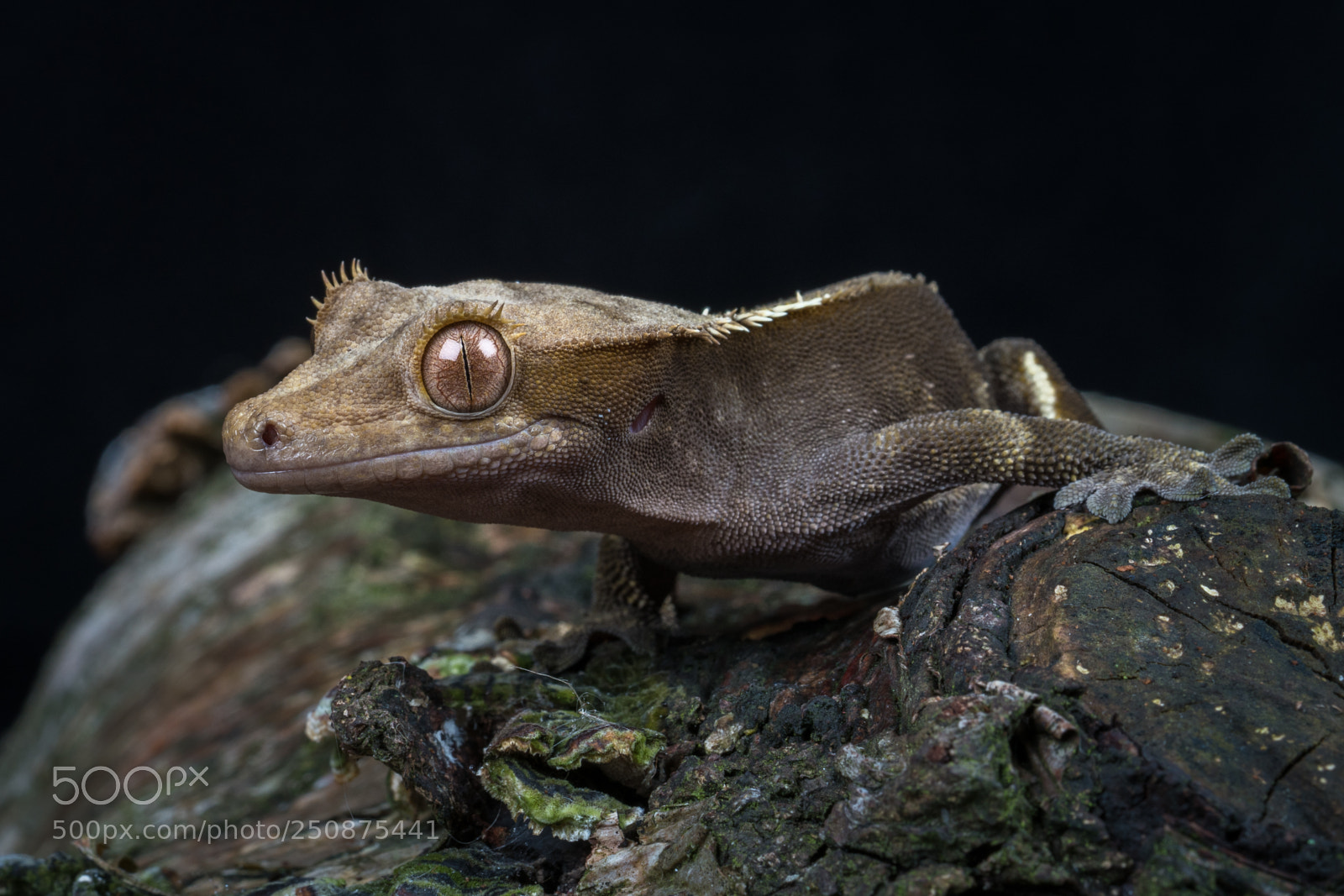 Sony a7R II sample photo. Gordon gecko 2 photography