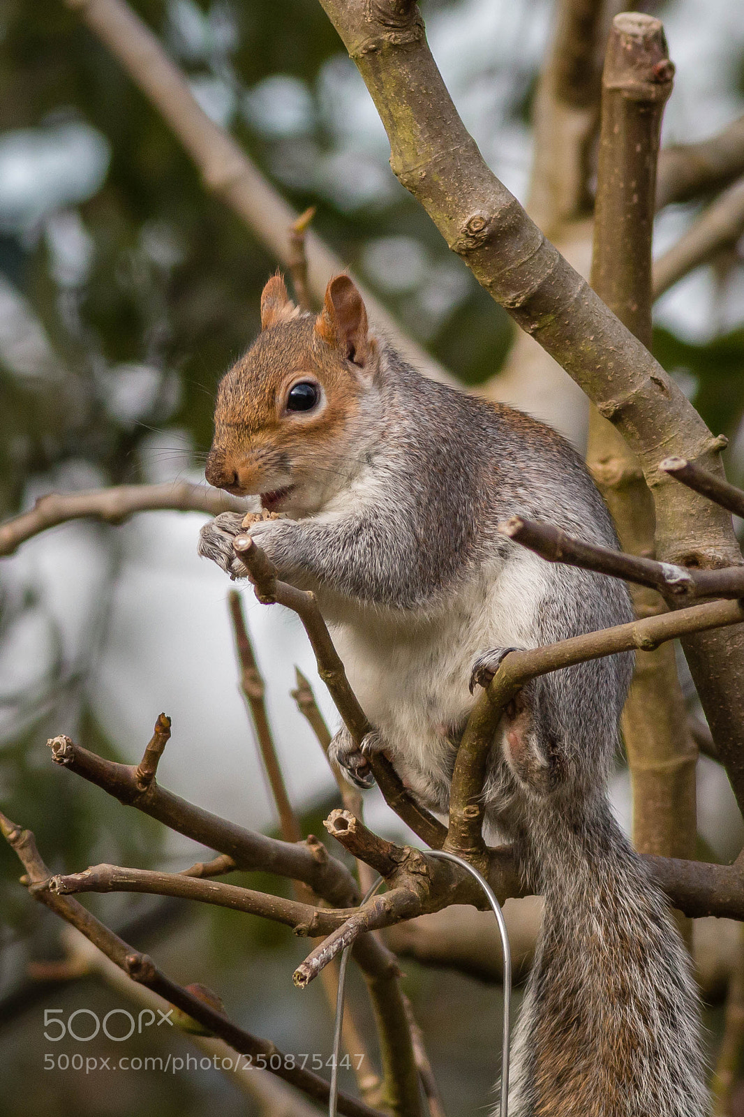 Canon EOS 70D sample photo. Feeding squirrel.jpg photography