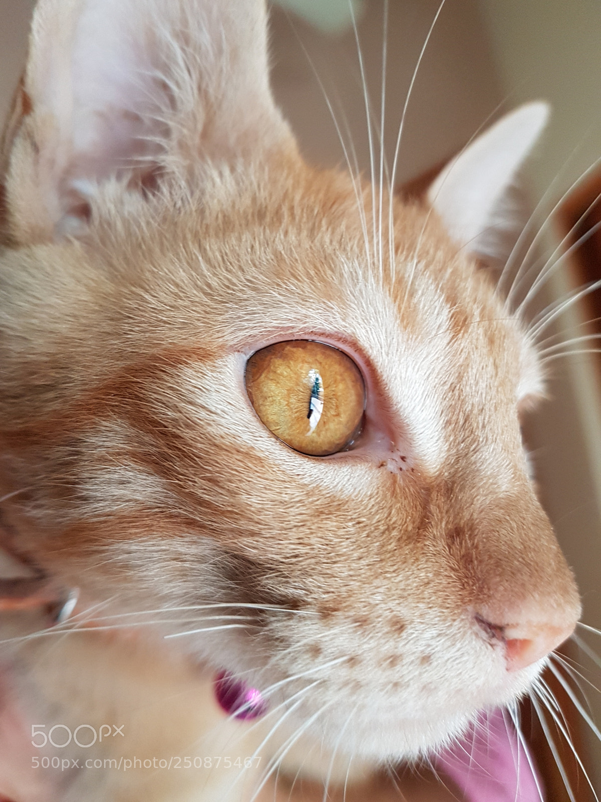 Samsung Galaxy S7 Edge sample photo. Clementina photography