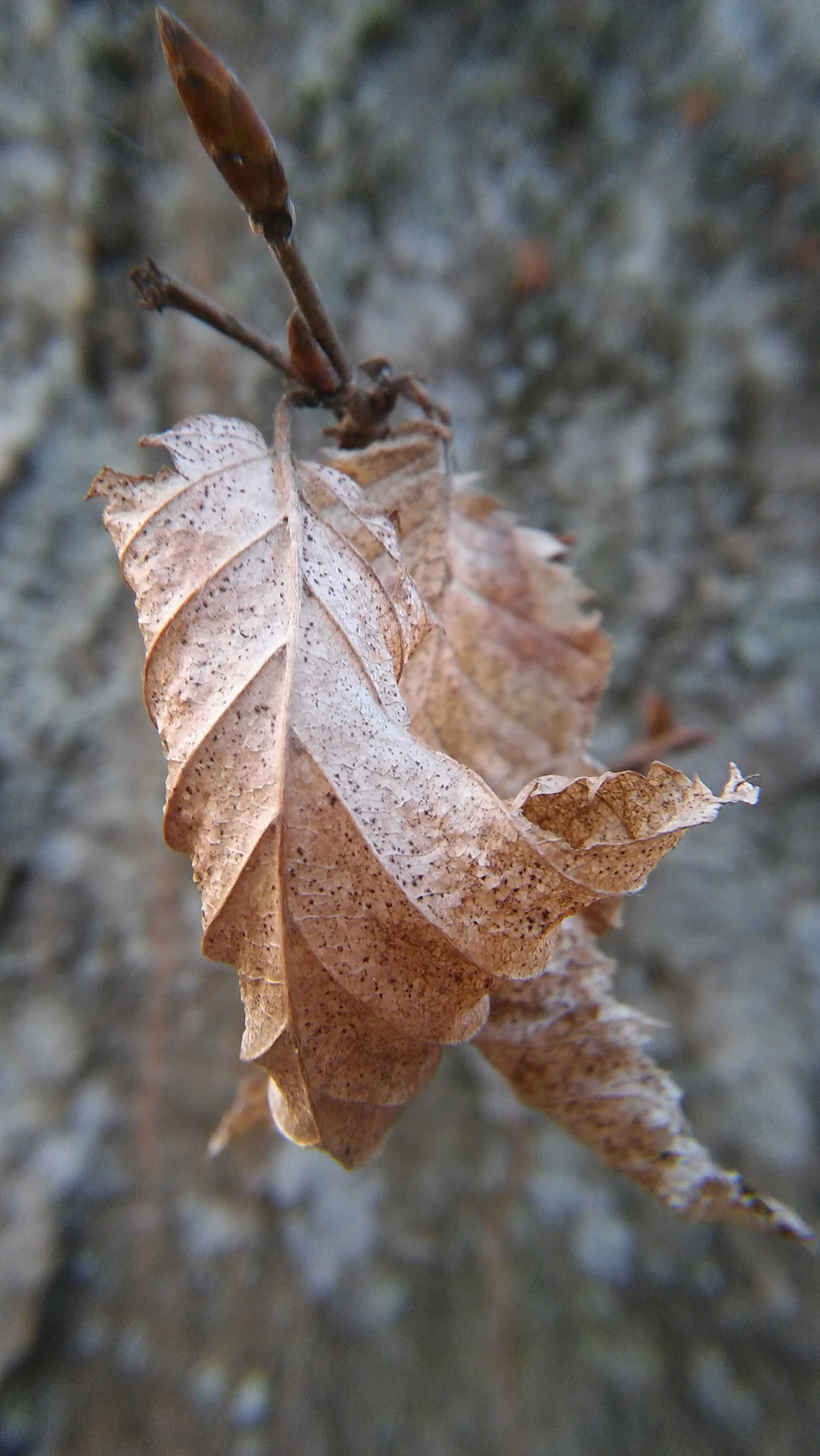 LG SPIRIT 4G LTE sample photo. Leaf photography
