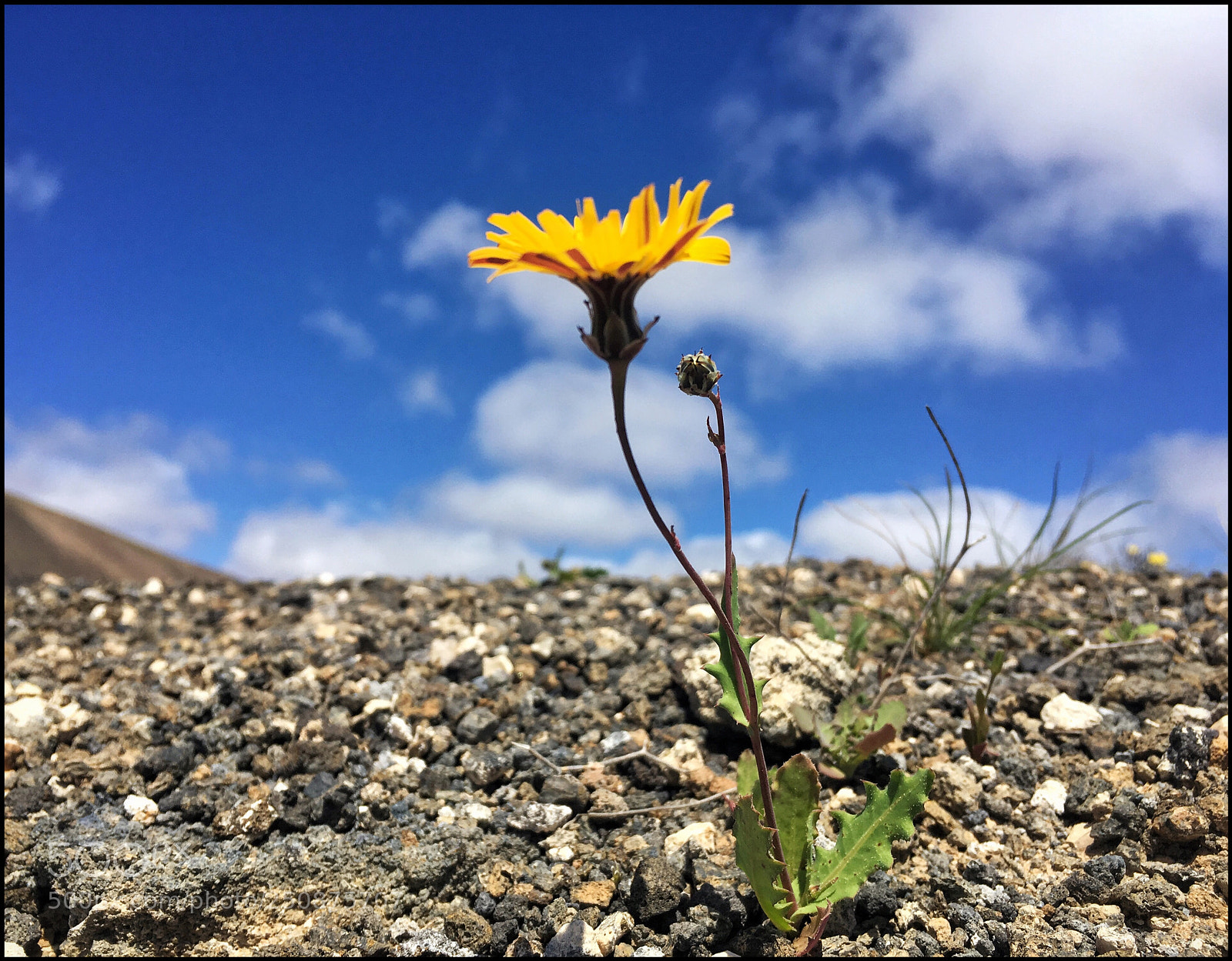Apple iPhone SE sample photo. Los peque os detalles photography