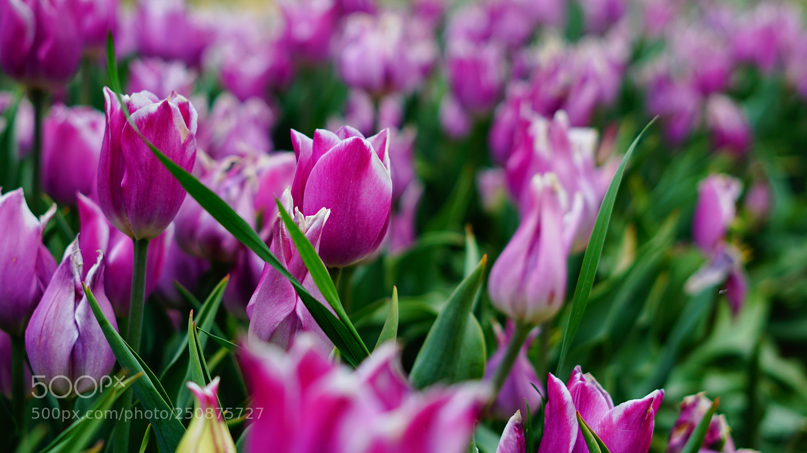 Sony a6000 sample photo. Pink_tulips photography