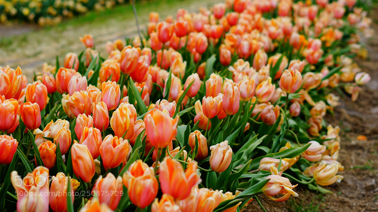 Sony a6000 sample photo. Orange_tulips photography