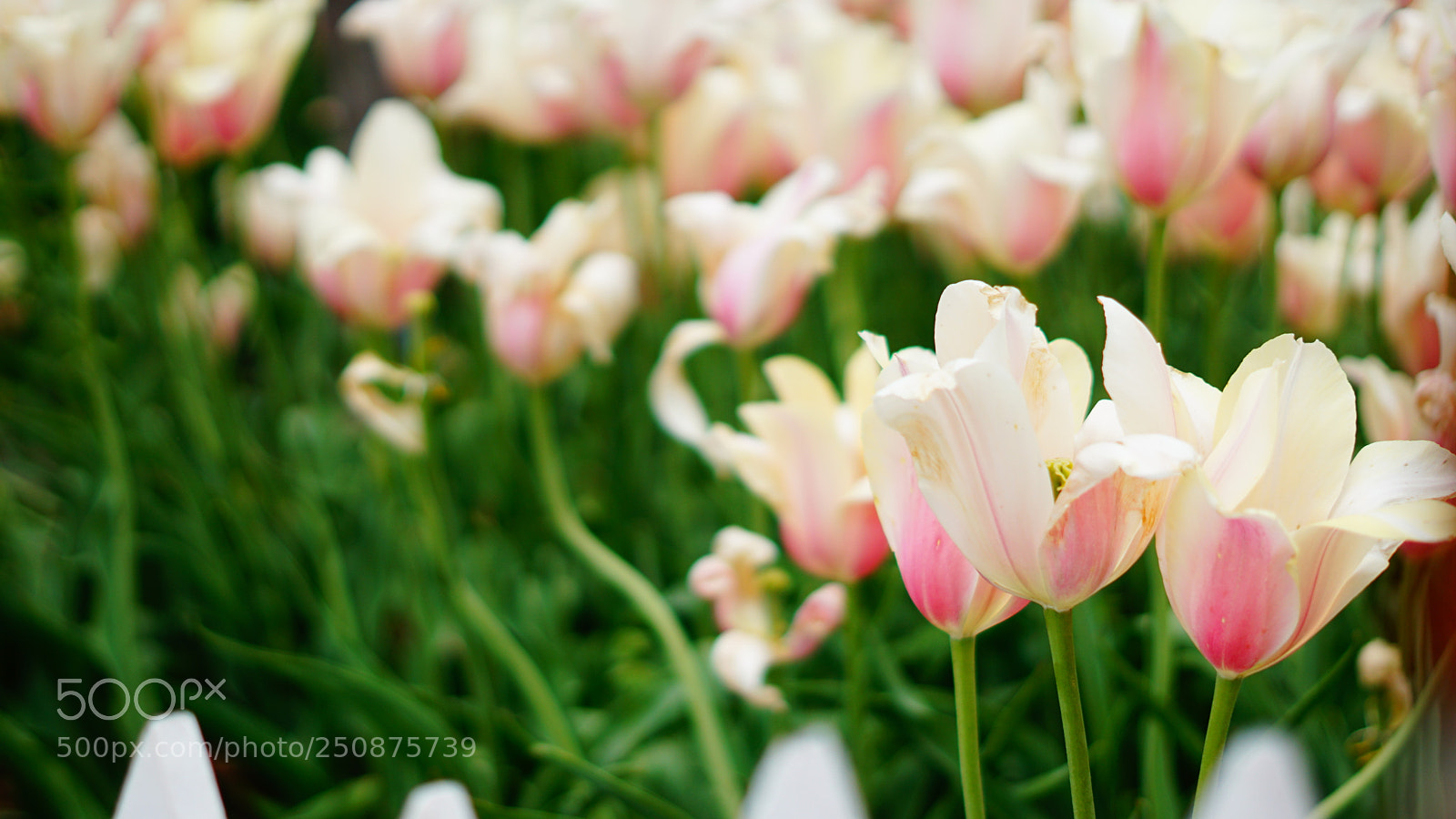 Sony a6000 sample photo. White_tulips photography