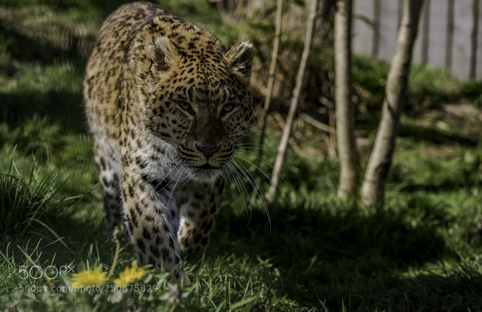 Nikon D810 sample photo. North chinese leopard photography