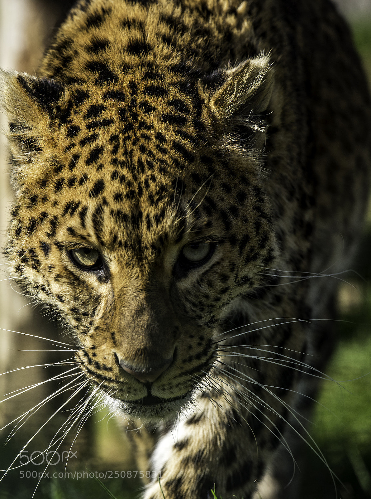 Nikon D810 sample photo. North chinese leopard photography